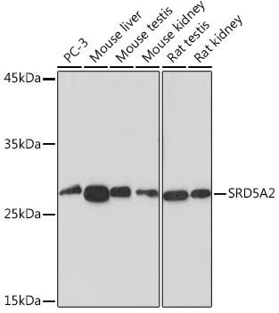 Anti-SRD5A2 Antibody CAB19762