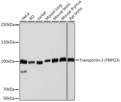 Anti-Transportin 3 TNPO3 Antibody CAB19774