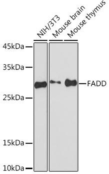 Anti-FADD Antibody CAB19838