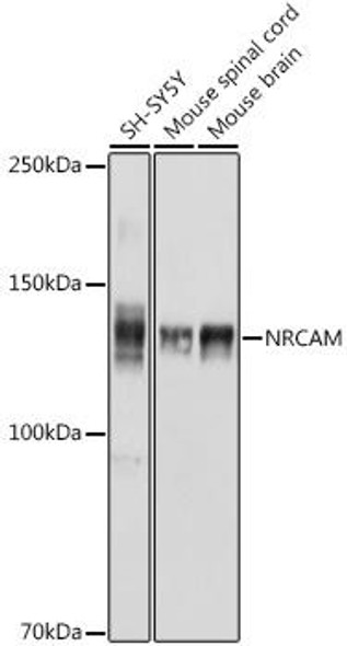 Anti-NRCAM Antibody CAB20160