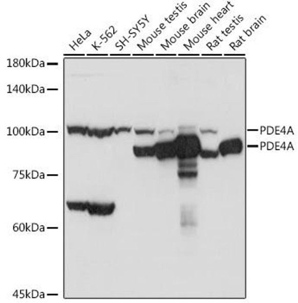 Anti-PDE4A Antibody CAB20162