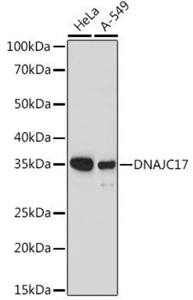 Anti-DNAJC17 Antibody CAB20168