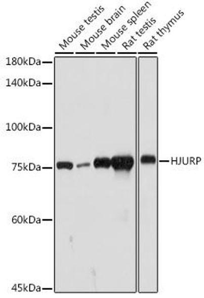 Anti-HJURP Antibody CAB20169