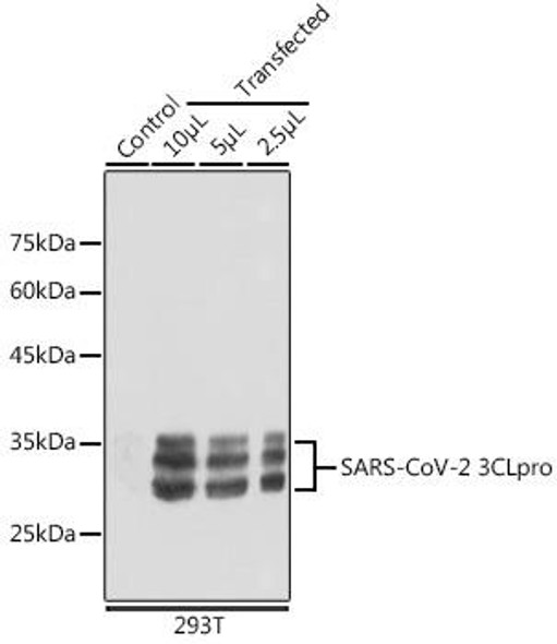 Anti-SARS-CoV-2 3CLpro Antibody CAB20198