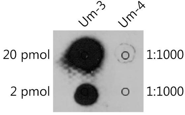 Anti-2-O-methyluridineUm Antibody CAB20305