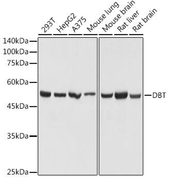 Anti-DBT Antibody CAB20381