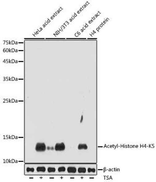 Anti-Acetyl-Histone H4-K5 Antibody CAB20397