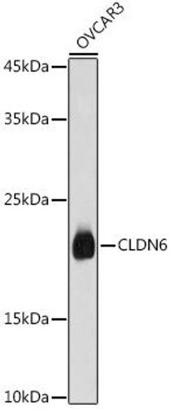 Anti-CLDN6 Antibody CAB20465