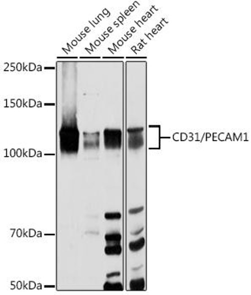 Anti-CD31/PECAM1 Antibody CAB20478