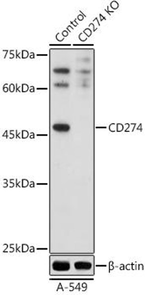 Anti-CD274 Antibody CAB20481