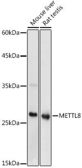 Anti-METTL8 Antibody CAB20485