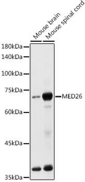 Anti-MED26 Antibody CAB20500