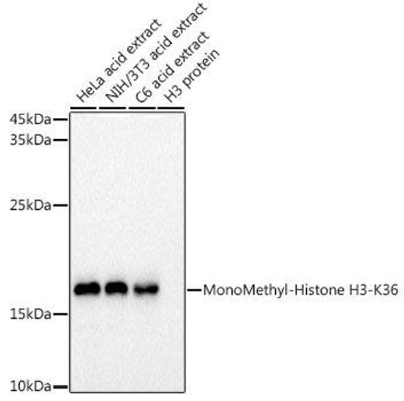 Anti-MonoMethyl-Histone H3-K36 Antibody CAB20566