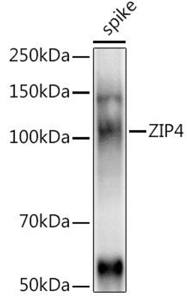 Anti-ZIP4 Antibody CAB20588