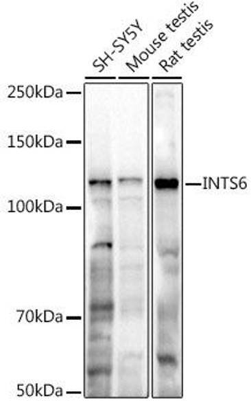 Anti-INTS6 Antibody CAB20602