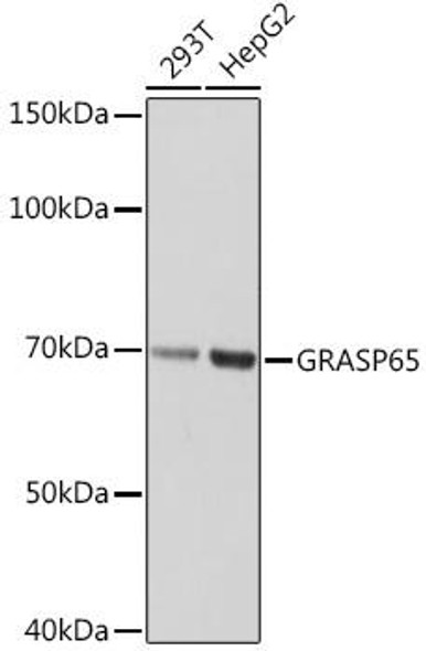 Anti-GRASP65 Antibody CAB2316