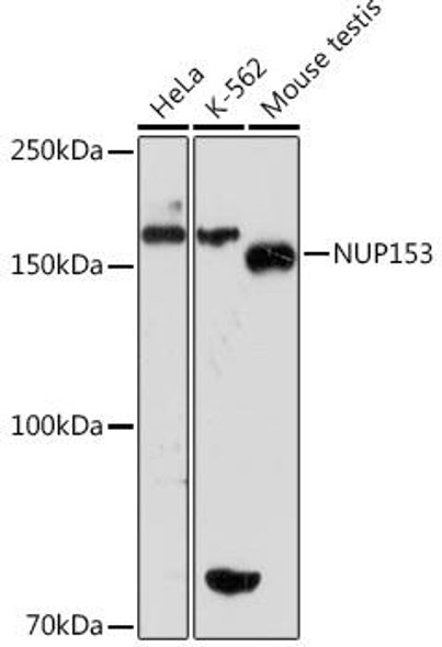 Anti-NUP153 Antibody CAB2472
