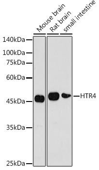 Anti-HTR4 Antibody CAB2802