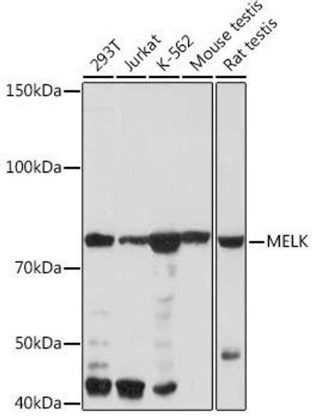 Anti-MELK Antibody CAB3530