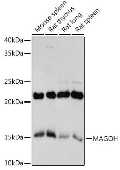 Anti-MAGOH Antibody CAB3579