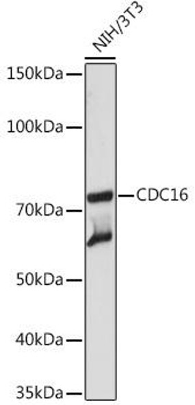 Anti-CDC16 Antibody CAB3583