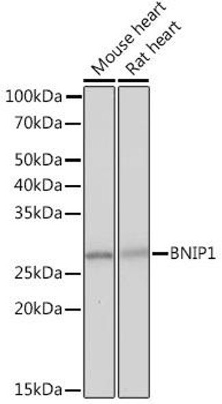 Anti-BNIP1 Antibody CAB4405