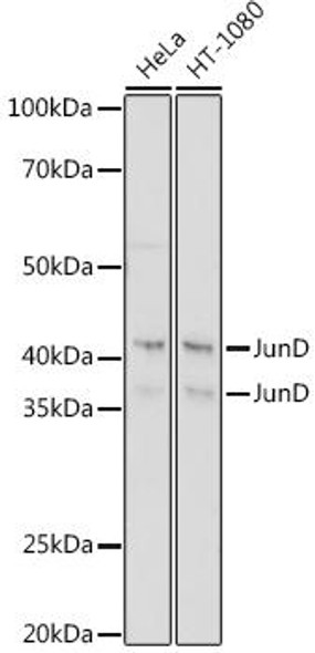 Anti-JunD Antibody CAB5496