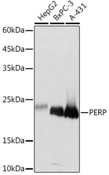 Anti-PERP Antibody CAB5937