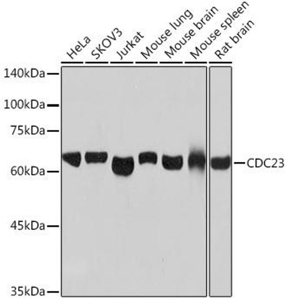 Anti-CDC23 Antibody CAB6025