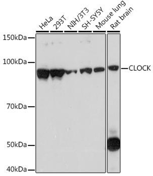 Anti-CLOCK Antibody CAB7265