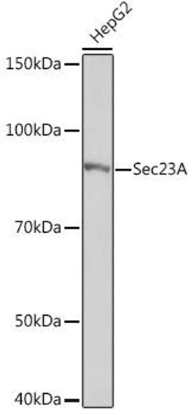 Anti-Sec23A Antibody CAB8613