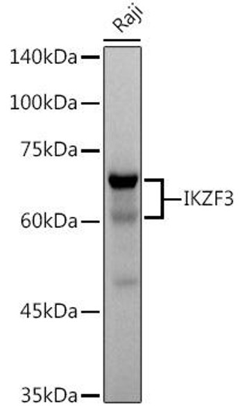 Anti-IKZF3 Antibody CAB8614