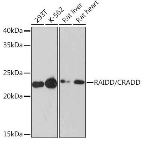 Anti-RAIDD/CRADD Antibody CAB8664