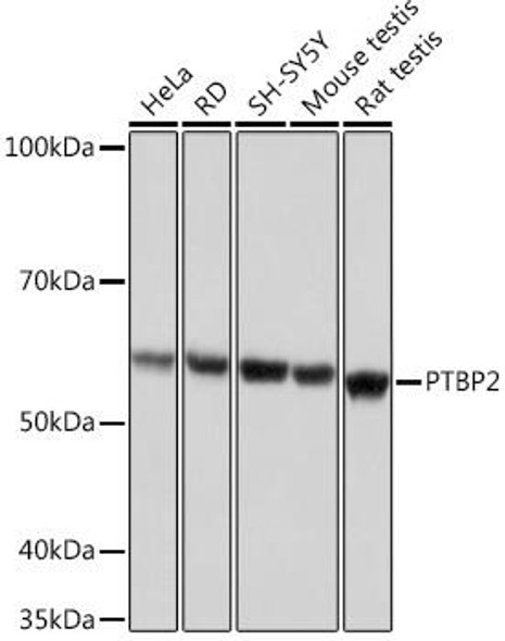 Anti-PTBP2 Antibody CAB9124