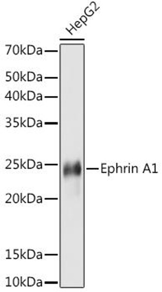 Anti-Ephrin A1 Antibody CAB9132