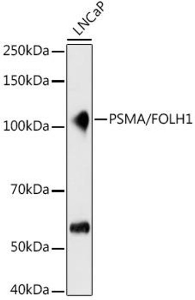 Anti-PSMA/FOLH1 Antibody CAB9547