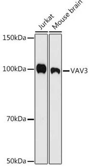 Anti-VAV3 Antibody CAB9583