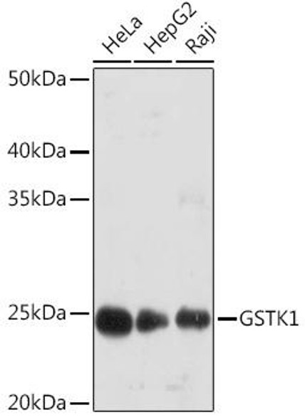 Anti-GSTK1 Antibody CAB9667