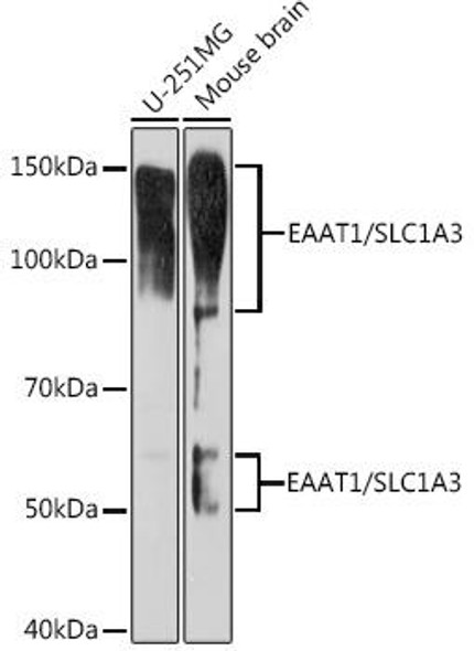 Anti-EAAT1/SLC1A3 Antibody CAB9712
