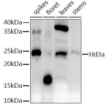 Western blot analysis of extracts of various tissues from the japonica rice (Oryza sativa L. ) variety Zhonghua 11, using Hd3a antibody at 1:1000 dilution. Secondary antibody: HRP Goat Anti-Rabbit IgG (H+L) at 1:10000 dilution. Lysates/proteins: 25ug per lane. Blocking buffer: 3% nonfat dry milk in TBST. Detection: ECL Enhanced Kit. Exposure time: 30s.