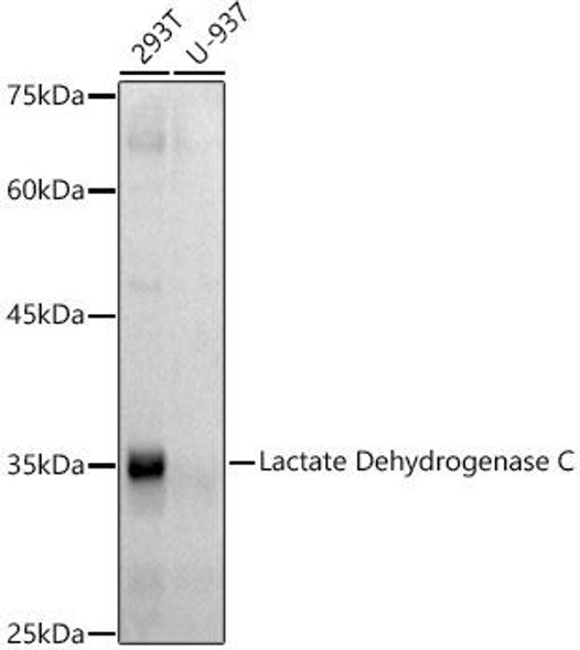 Western blot analysis of extracts of various cell lines, using Lactate Dehydrogenase C antibody at 1:500 dilution. Secondary antibody: HRP Goat Anti-Rabbit IgG (H+L) at 1:10000 dilution. Lysates/proteins: 25ug per lane. Blocking buffer: 3% nonfat dry milk in TBST. Detection: ECL Basic Kit. Exposure time: 60s.