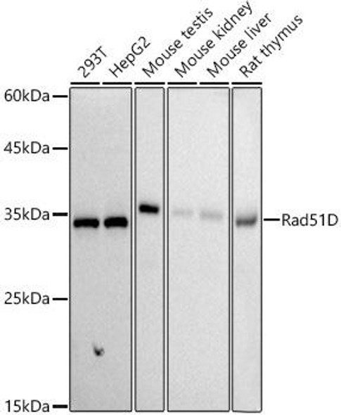 Western blot analysis of extracts of various cell lines, using Rad51D antibody at 1:1000 dilution. Secondary antibody: HRP Goat Anti-Rabbit IgG (H+L) at 1:10000 dilution. Lysates/proteins: 25ug per lane. Blocking buffer: 3% nonfat dry milk in TBST. Detection: ECL Basic Kit. Exposure time: 90s.