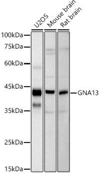 Western blot analysis of extracts of various cell lines, using GNA13 antibody at 1:1000 dilution. Secondary antibody: HRP Goat Anti-Rabbit IgG (H+L) at 1:10000 dilution. Lysates/proteins: 25ug per lane. Blocking buffer: 3% nonfat dry milk in TBST. Detection: ECL Basic Kit. Exposure time: 30s.