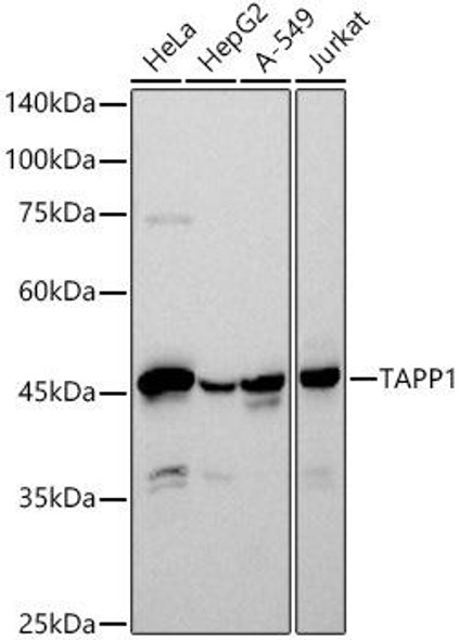 Western blot analysis of extracts of various cell lines, using TAPP1 antibody at 1:500 dilution. Secondary antibody: HRP Goat Anti-Rabbit IgG (H+L) at 1:10000 dilution. Lysates/proteins: 25ug per lane. Blocking buffer: 3% nonfat dry milk in TBST. Detection: ECL Basic Kit. Exposure time: 90s.