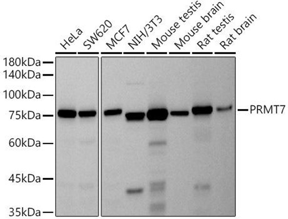 Western blot analysis of extracts of various cell lines, using PRMT7 antibody at 1:500 dilution. Secondary antibody: HRP Goat Anti-Rabbit IgG (H+L) at 1:10000 dilution. Lysates/proteins: 25ug per lane. Blocking buffer: 3% nonfat dry milk in TBST. Detection: ECL Basic Kit. Exposure time: 30s.