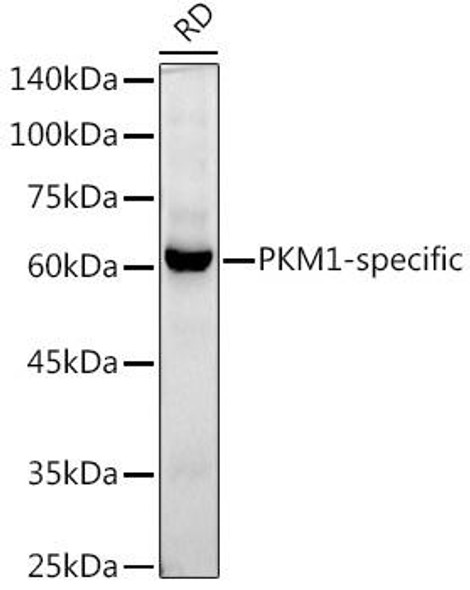 Western blot analysis of extracts of RD cells, using PKM1-specific antibody at 1:1000 dilution. Secondary antibody: HRP Goat Anti-Rabbit IgG (H+L) at 1:10000 dilution. Lysates/proteins: 25ug per lane. Blocking buffer: 3% nonfat dry milk in TBST. Detection: ECL Basic Kit. Exposure time: 60s.