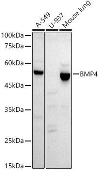 Western blot analysis of extracts of various cell lines, using BMP4 antibody at 1:1000 dilution. Secondary antibody: HRP Goat Anti-Rabbit IgG (H+L) at 1:10000 dilution. Lysates/proteins: 25ug per lane. Blocking buffer: 3% nonfat dry milk in TBST. Detection: ECL Basic Kit. Exposure time: 90s.