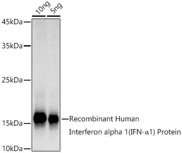 Western blot analysis of extracts of Recombinant Human IFNA1 Protein, using Interferon alpha 1 (IFN-Î±1) antibody at 1:1000 dilution. Secondary antibody: HRP Goat Anti-Rabbit IgG (H+L) at 1:10000 dilution. Lysates/proteins: 25ug per lane. Blocking buffer: 3% nonfat dry milk in TBST. Detection: ECL Basic Kit. Exposure time: 3s.
