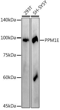 Western blot analysis of extracts of various cell lines, using at 1:1000 dilution. Secondary antibody: HRP Goat Anti-Rabbit IgG (H+L) at 1:10000 dilution. Lysates/proteins: 25ug per lane. Blocking buffer: 3% nonfat dry milk in TBST. Detection: ECL Basic Kit. Exposure time: 180s.