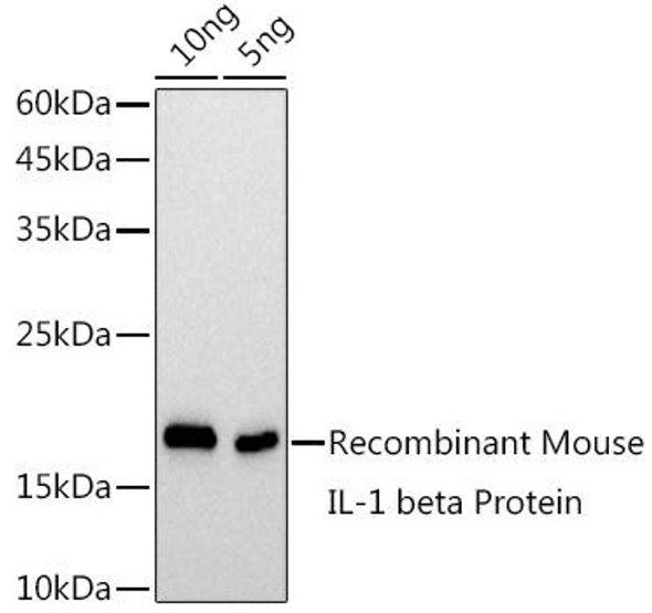 Western blot analysis of extracts of Recombinant Mouse IL-1 beta Protein, using IL-1 beta antibody at 1:1000 dilution. Secondary antibody: HRP Goat Anti-Rabbit IgG (H+L) at 1:10000 dilution. Lysates/proteins: 25ug per lane. Blocking buffer: 3% nonfat dry milk in TBST. Detection: ECL Basic Kit. Exposure time: 1s.